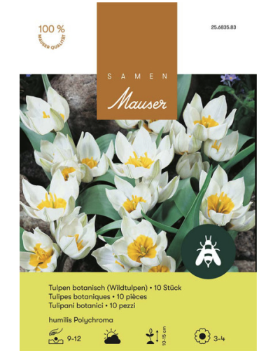 Tulipa humilis Polychroma, weiss, Botanische Tulpen Zwiebeln