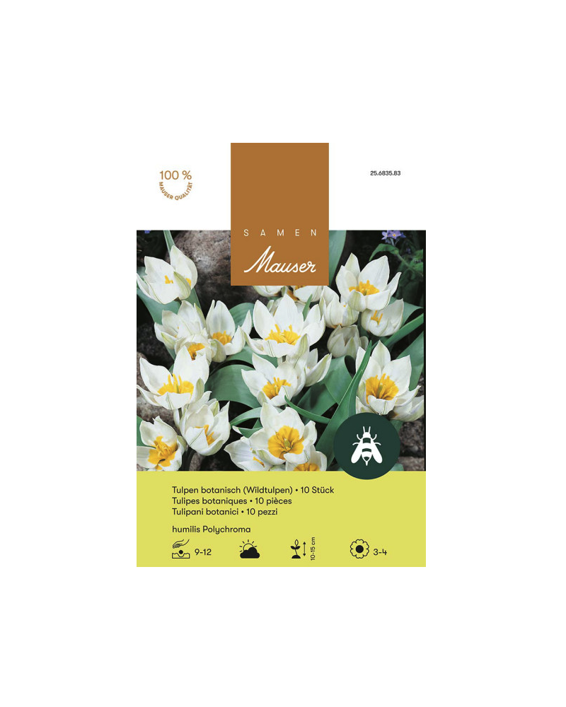 Tulipa humilis Polychroma, weiss, Botanische Tulpen Zwiebeln
