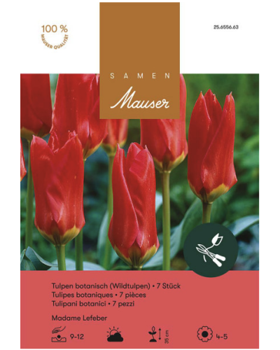 Mme  Lefeber, Fosteriana Tulpen Zwiebeln