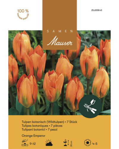Orange Emperor, Fosteriana Tulpen Zwiebeln