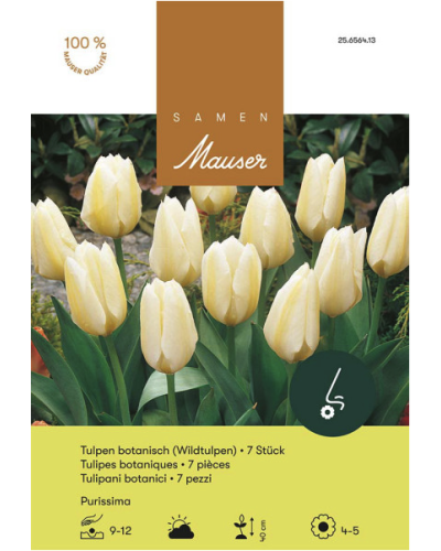 Purissima, Fosteriana Tulpen (weiss) (Tulipa fosteriana) Zwiebeln