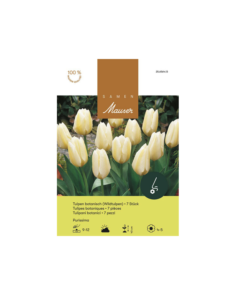 Purissima, Fosteriana Tulpen (weiss) (Tulipa fosteriana) Zwiebeln