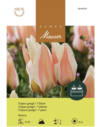 Serano, Greigii Tulpen Zwiebeln