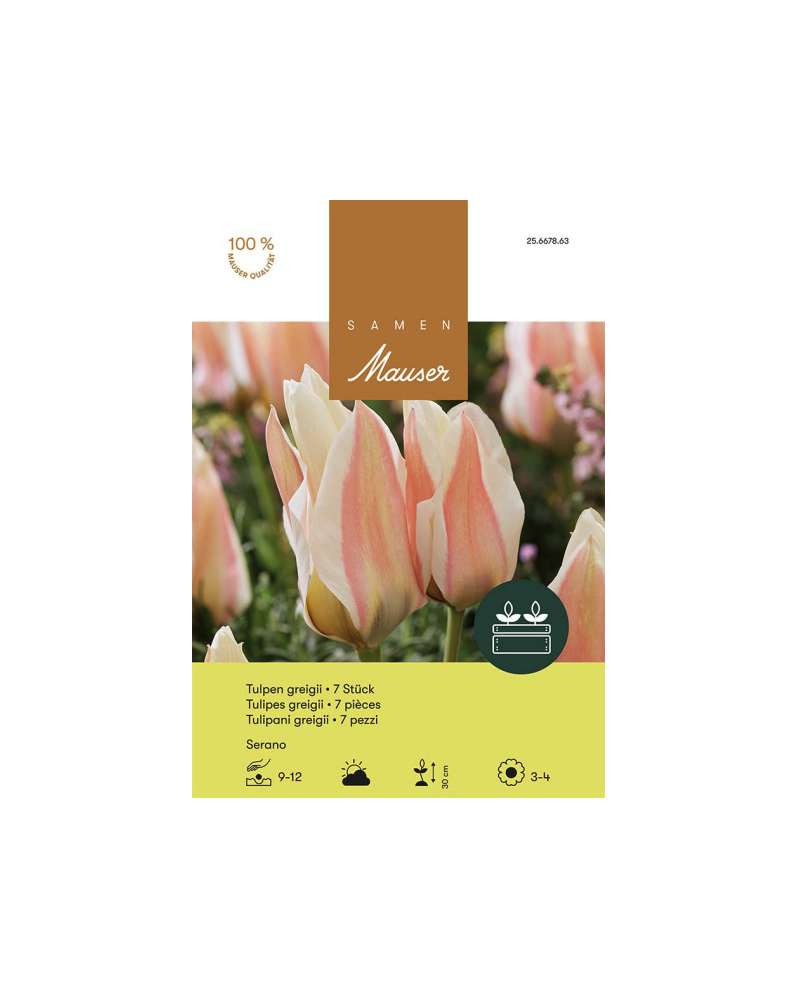 Serano, Greigii Tulpen Zwiebeln