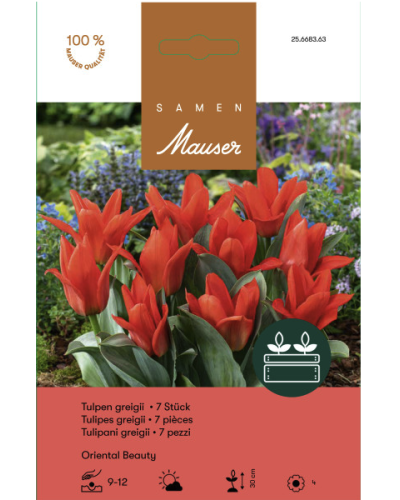 Oriental Beauty, rot, Greigii Tulpen Zwiebeln