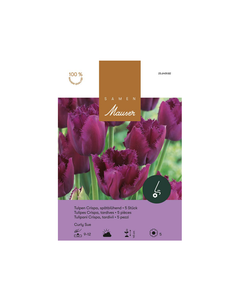 Curly Sue, purpur, Crispa Tulpen Zwiebeln