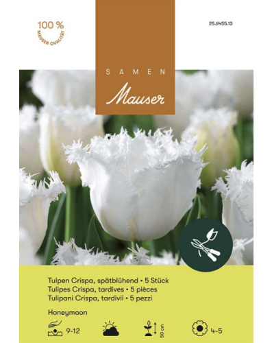 Honeymoon, weiss, Crispa Tulpen Zwiebeln