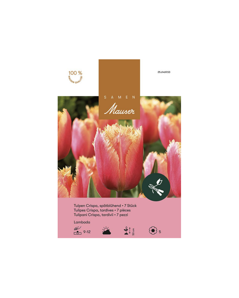 Lambada, orange, Crispa Tulpen Zwiebeln