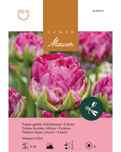 Tulpe Wicked Pink (Frühe, gefüllte Tulpe) Zwiebeln