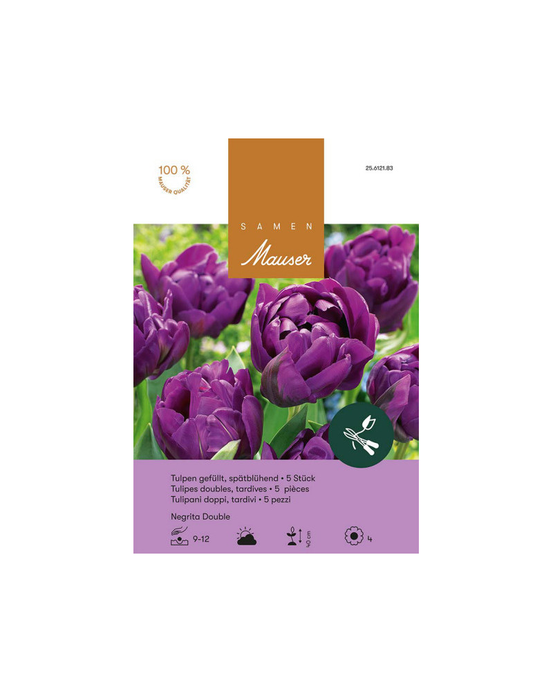 Negrita Double, Späte, gefüllte Tulpen Zwiebeln (lila, violett)