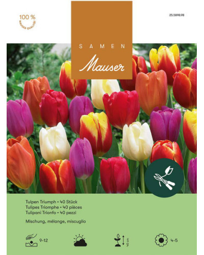 Mischung, Triumph Tulpen Zwiebeln