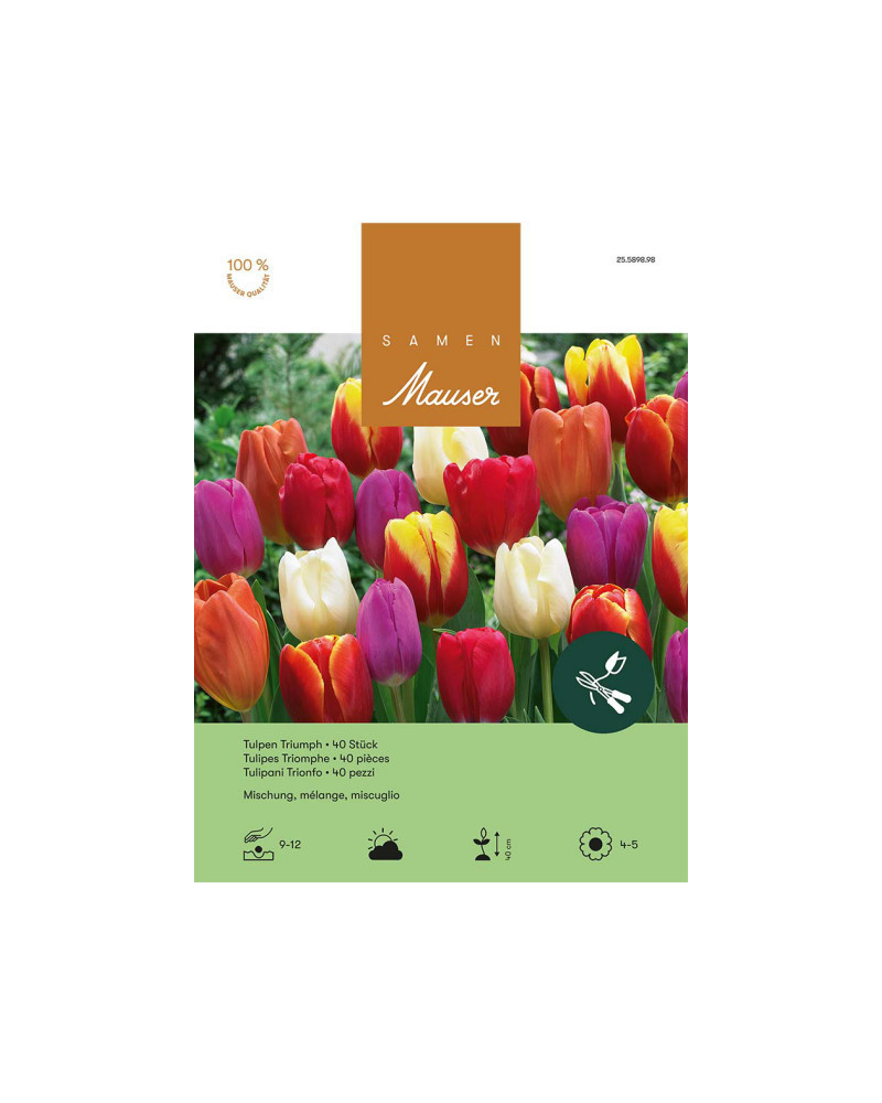 Mischung, Triumph Tulpen Zwiebeln