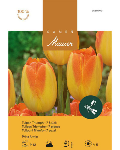 Prinz Armin, Triumph Tulpen Zwiebeln (orange, gelb)