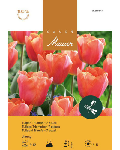 Jimmy, Triumph Tulpen Zwiebeln (orange, rot)