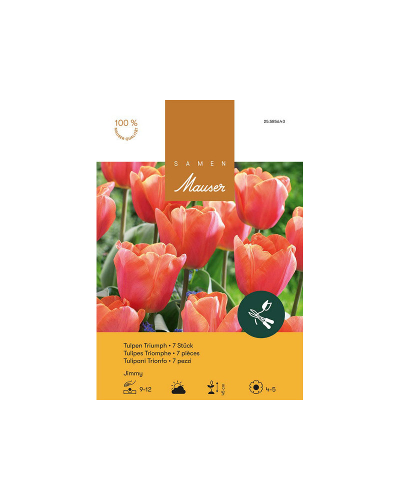 Jimmy, Triumph Tulpen Zwiebeln (orange, rot)