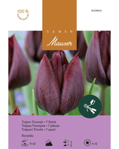 Ronaldo, Triumph Tulpen Zwiebeln (dunkelviolett)