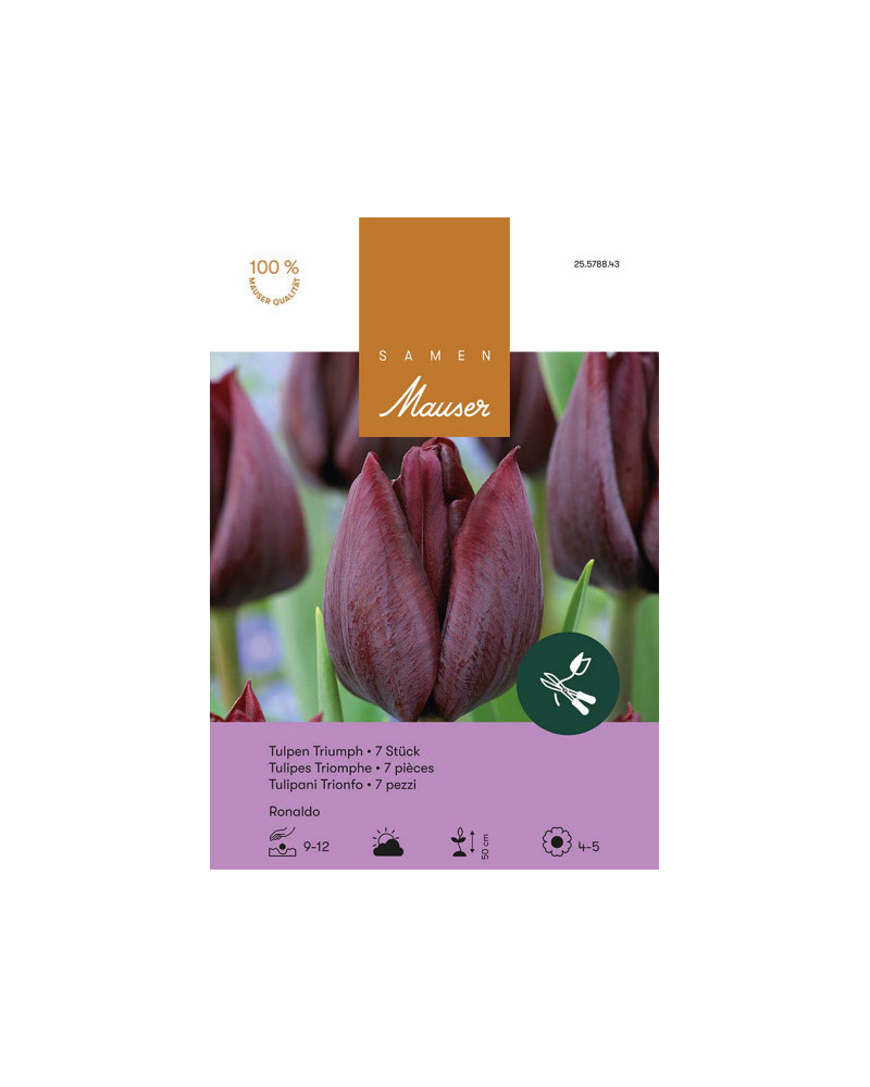Ronaldo, Triumph Tulpen Zwiebeln (dunkelviolett)