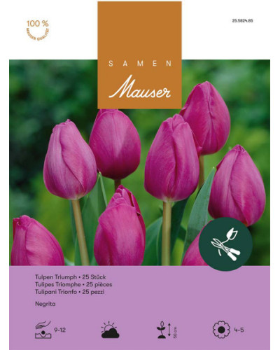 Negrita, Triumph Tulpen Zwiebeln (violett)