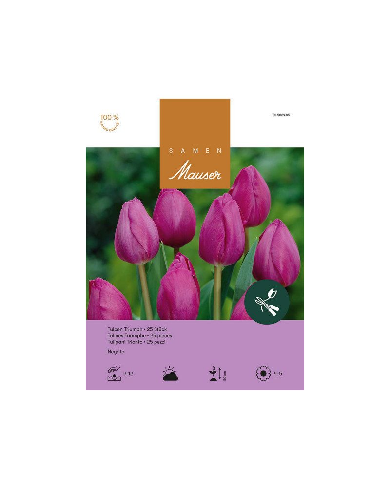 Negrita, Triumph Tulpen Zwiebeln (violett)