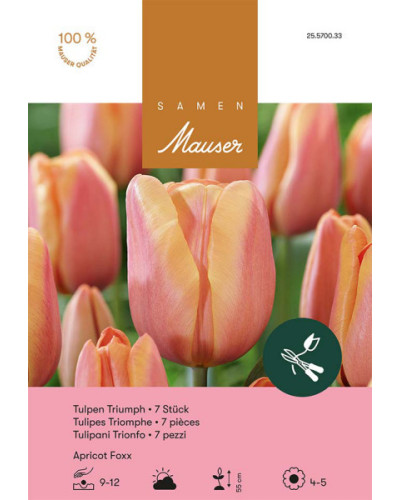 Apricot Foxx, Triumph Tulpen Zwiebeln (orange, rosa)