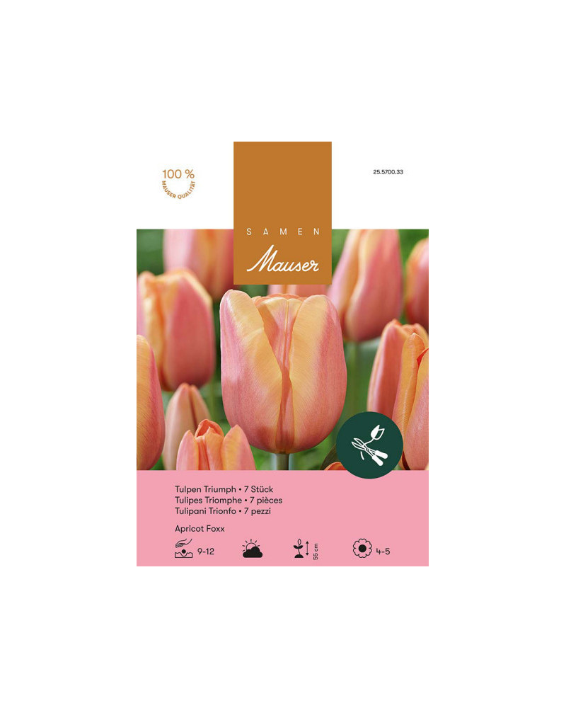 Apricot Foxx, Triumph Tulpen Zwiebeln (orange, rosa)