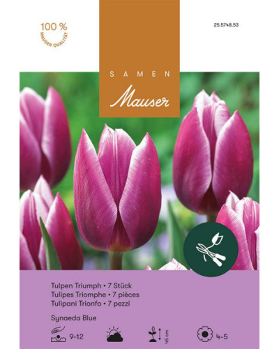 Synaeda Blue, Triumph Tulpen Zwiebeln (lila, violett, weiss)