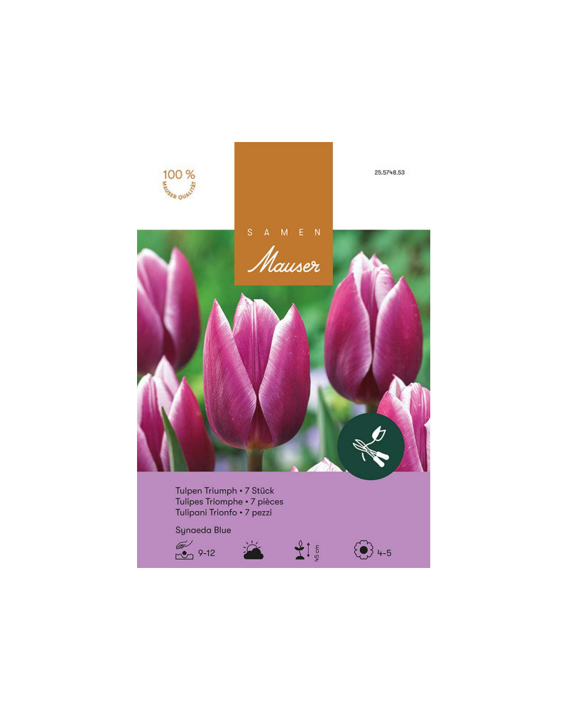 Synaeda Blue, Triumph Tulpen Zwiebeln (lila, violett, weiss)