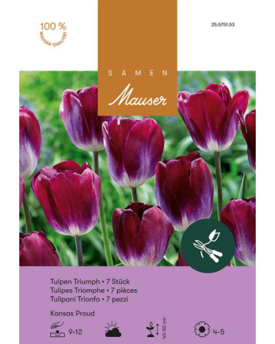 Kansas Proud, Triumph Tulpen Zwiebeln (rot, lila)