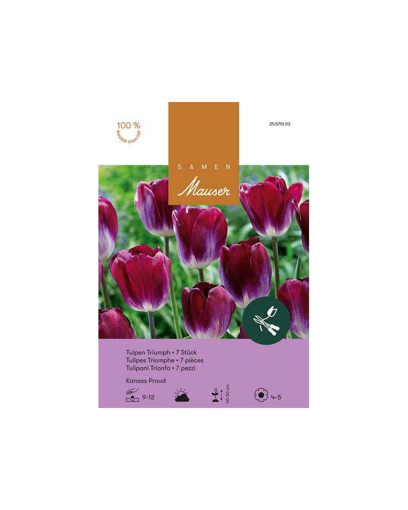 Kansas Proud, Triumph Tulpen Zwiebeln (rot, lila)