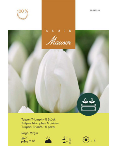 Royal Virgin, Triumph Tulpen Zwiebeln (weiss)