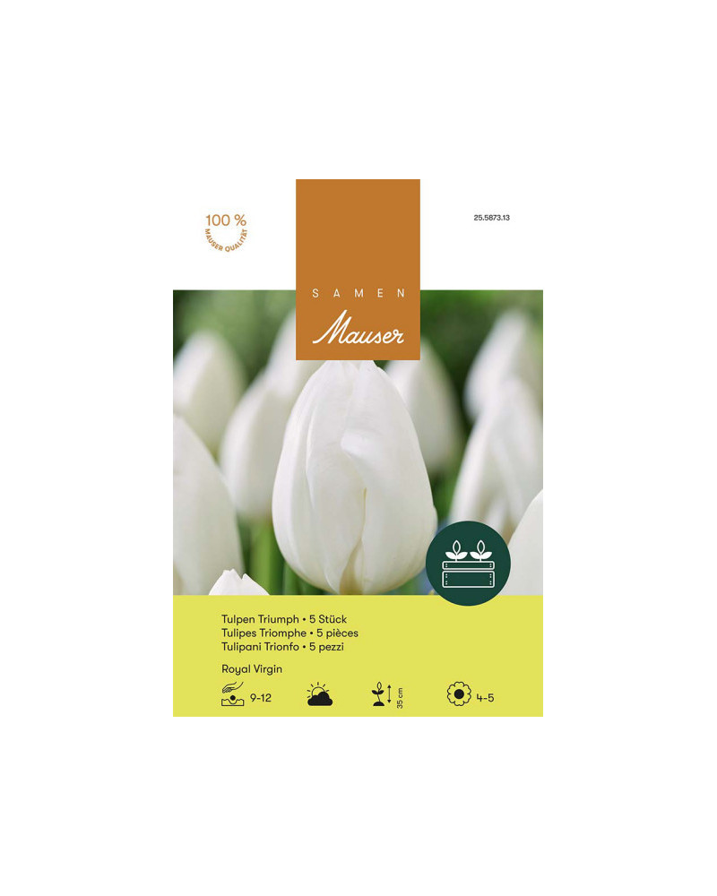Royal Virgin, Triumph Tulpen Zwiebeln (weiss)