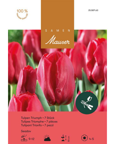 Seadov, rot, Triumph Tulpen Zwiebeln