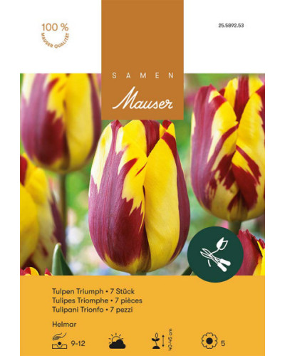 Helmar Triumph-Tulpen-Zwiebeln (gelb, rot)