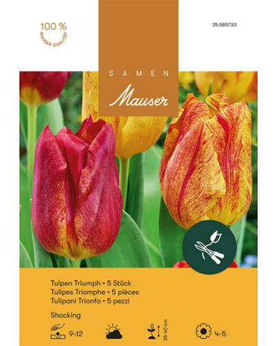 Shocking Triumph Tulpe-Zwiebeln (gelb, rot)