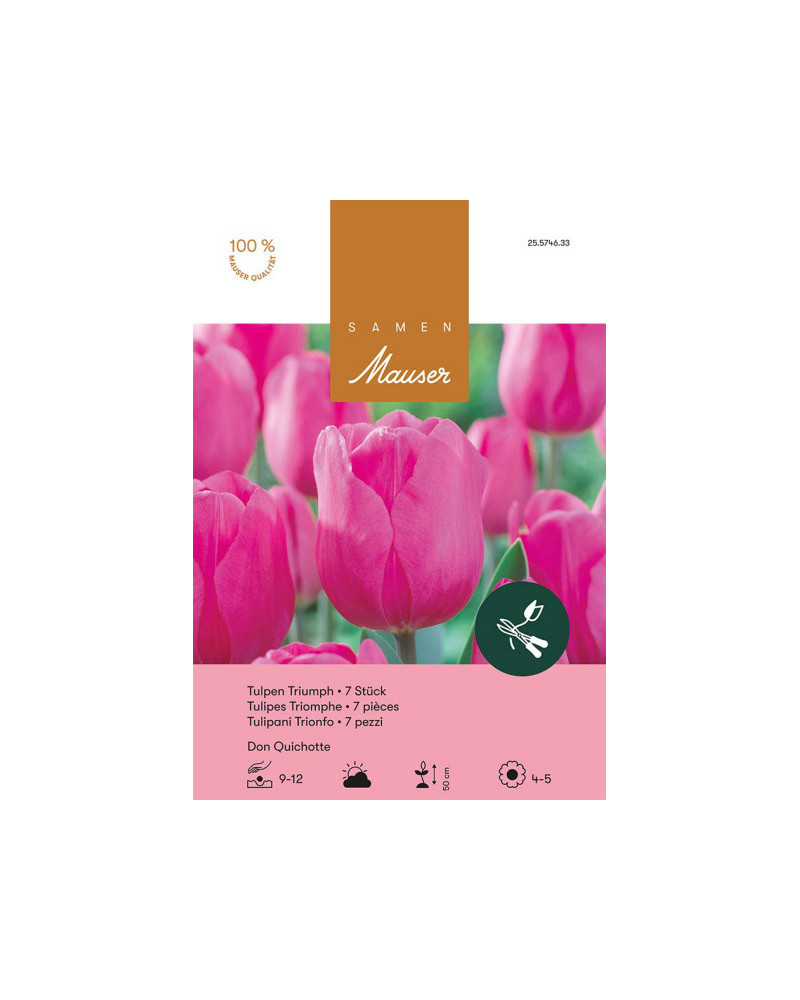 Don Quichotte, Triumph Tulpen Zwiebeln (rosa)