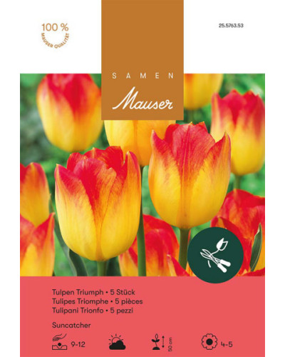 Suncatcher, Triumph Tulpen Zwiebeln (rot, gelb)