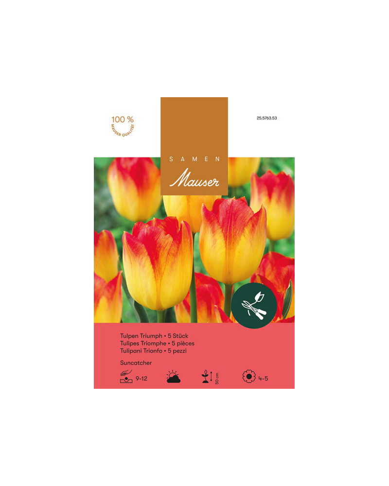 Suncatcher, Triumph Tulpen Zwiebeln (rot, gelb)