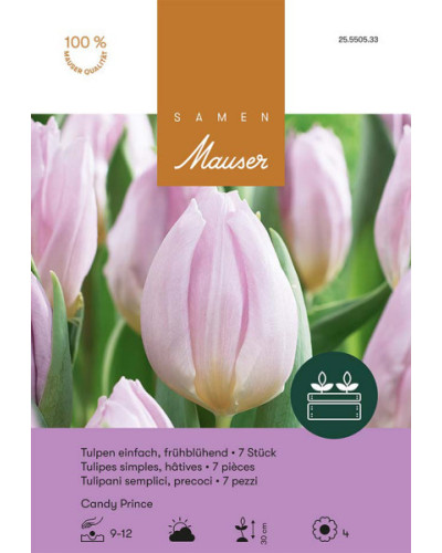 Tulipa Candy Prince, Frühe Tulpen Zwiebeln (rosa)
