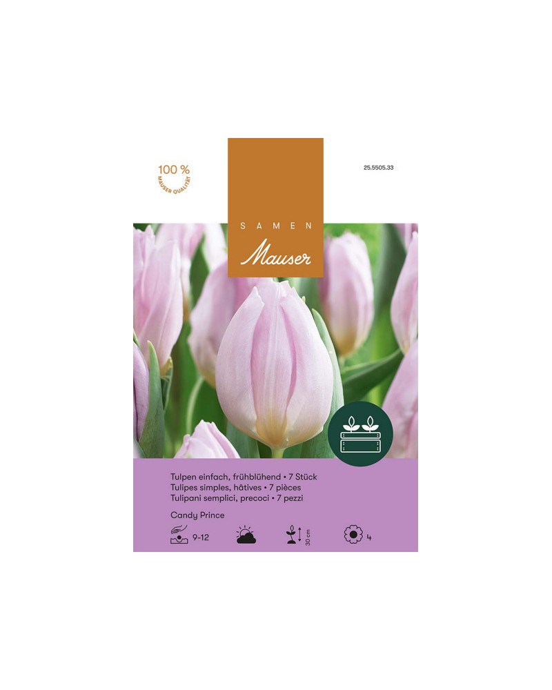 Tulipa Candy Prince, Frühe Tulpen Zwiebeln (rosa)
