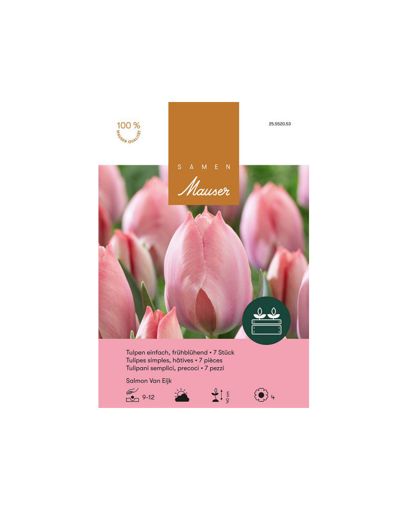 Tulpe Salmon van Eijk Zwiebeln