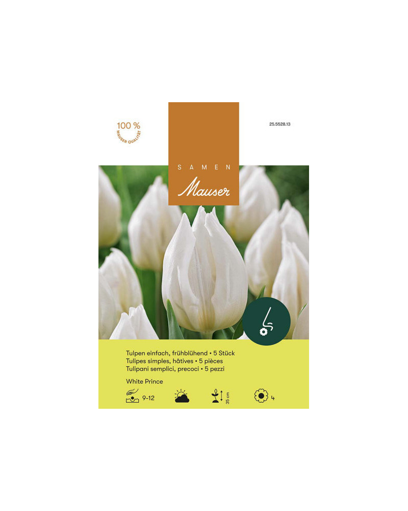 White Prince, Frühe Tulpen Zwiebeln (weiss)