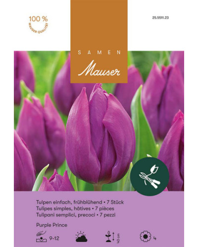 Purple Prince, Frühe Tulpen Zwiebeln (purpur, violett)