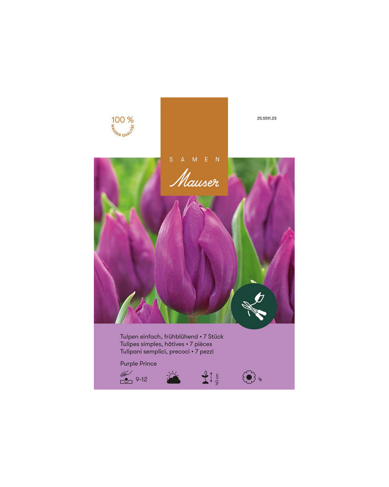 Purple Prince, Frühe Tulpen Zwiebeln (purpur, violett)