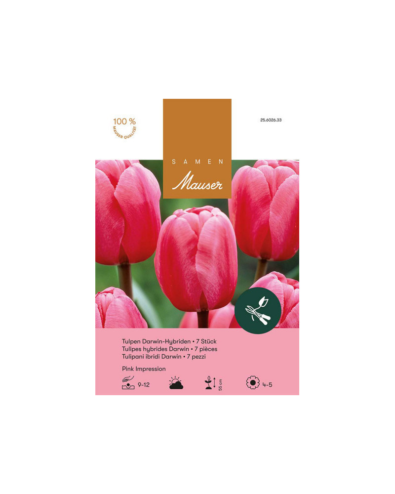 Pink Impression, Darwin Hybrid Tulpen Zwiebeln (pink)
