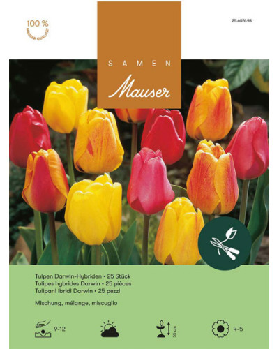 Mischung, Darwin Hybrid Tulpen Zwiebeln