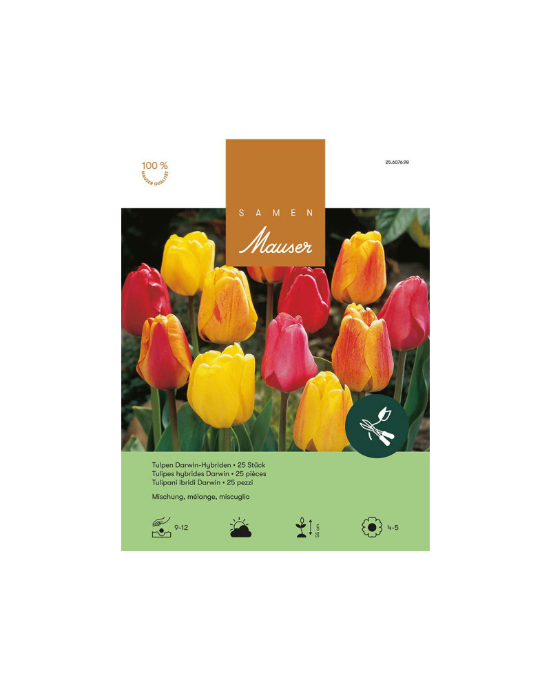 Mischung, Darwin Hybrid Tulpen Zwiebeln