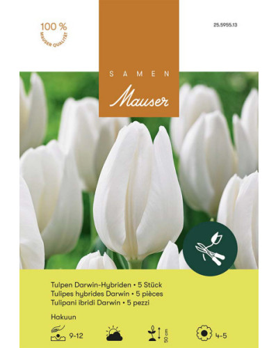 Hakuun, Darwin Hybrid Tulpen Zwiebeln (weiss)