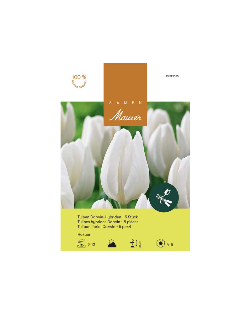 Hakuun, Darwin Hybrid Tulpen Zwiebeln (weiss)