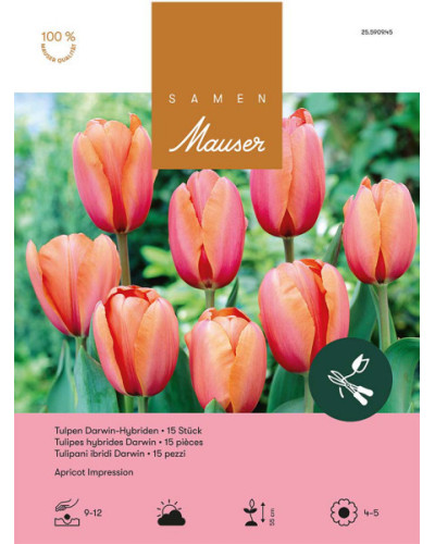 Apricot  Impression, Darwin Hybrid Tulpen Zwiebeln (orange)