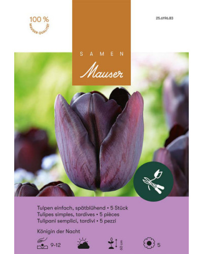 Königin der Nacht, Späte Tulpen Zwiebeln (schwarz)